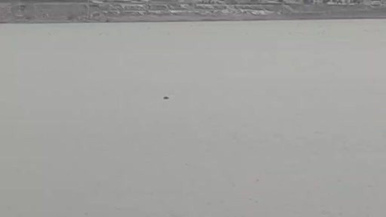 Sahibi Elinden Kaçan İnek Sıhke Göleti'nde Telef Oldu