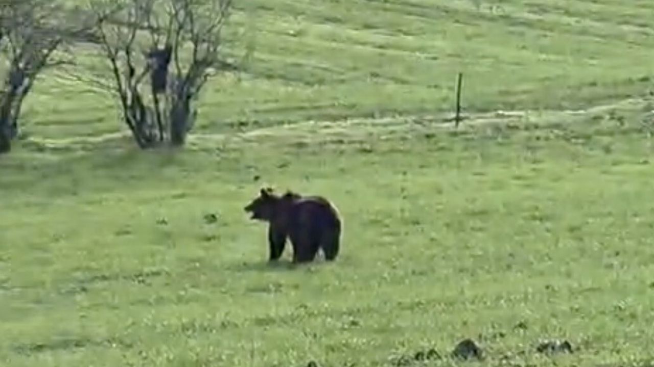 Şahinli köy yoluna inen ayı cep telefonu kamerasına yansıdı