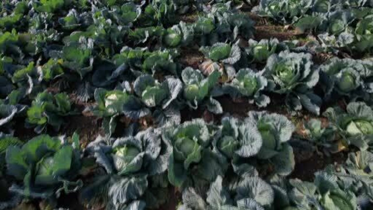 Sakarya'da lahana hasadı: Tarlada 40-50 TL, pazarda 150-200 TL