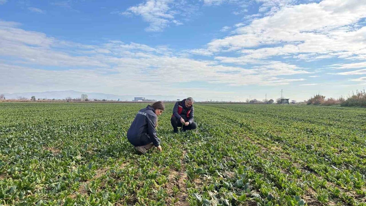 Salihli'de kışlık sebze alanlarında hastalık ve zararlı kontrolleri devam ediyor
