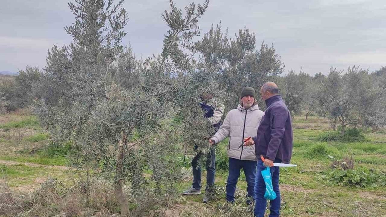 Salihli'de Ücretsiz Zeytin Budama Eğitimi Düzenleniyor