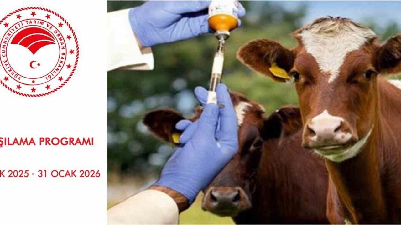 Samsun’da 2026 Şap Aşılama Programı Başladı — SAT 1 Aşısı Zorunlu