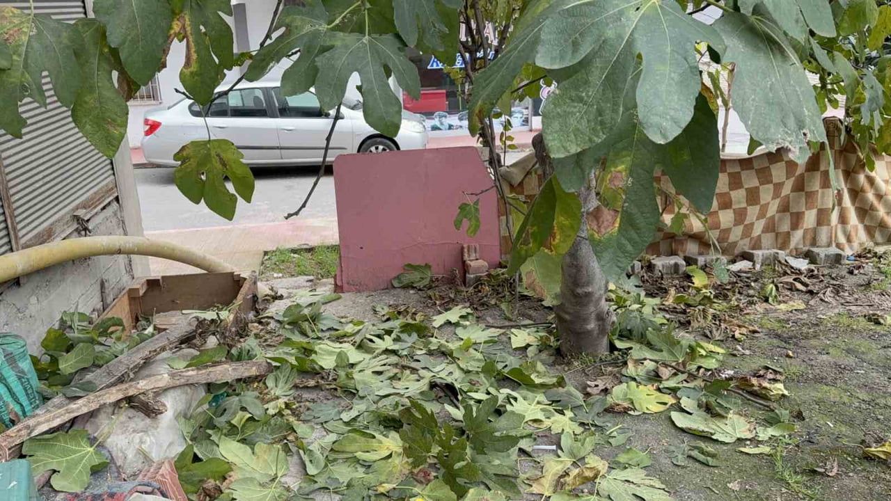 Samsun’da 3’üncü kattan düşen 63 yaşındaki adam incir ağacında kurtuldu