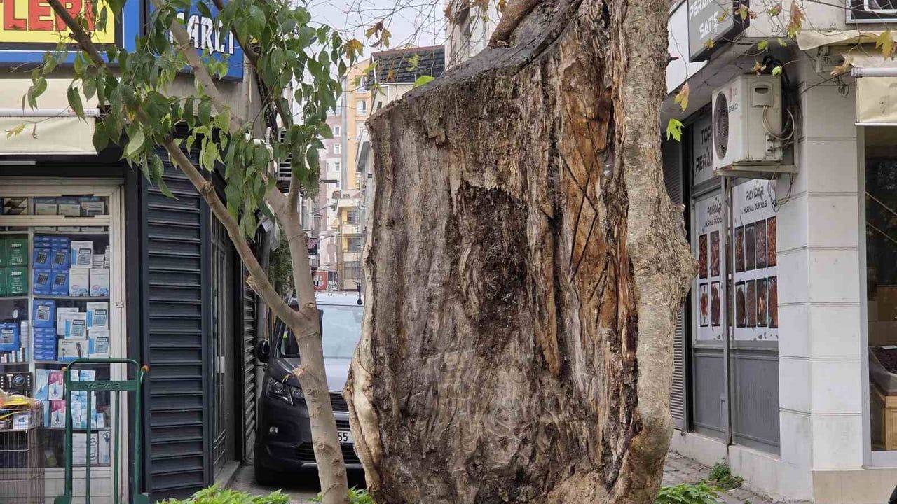 Samsun'da gövdesi yanan asırlık çınar, dış kabuğuyla ayakta kalıyor