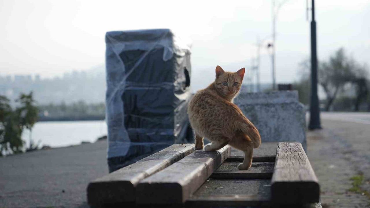 Samsun sahilinde kayalıklara yerleştirilen kedi yuvaları sıcak sığınak sağlıyor