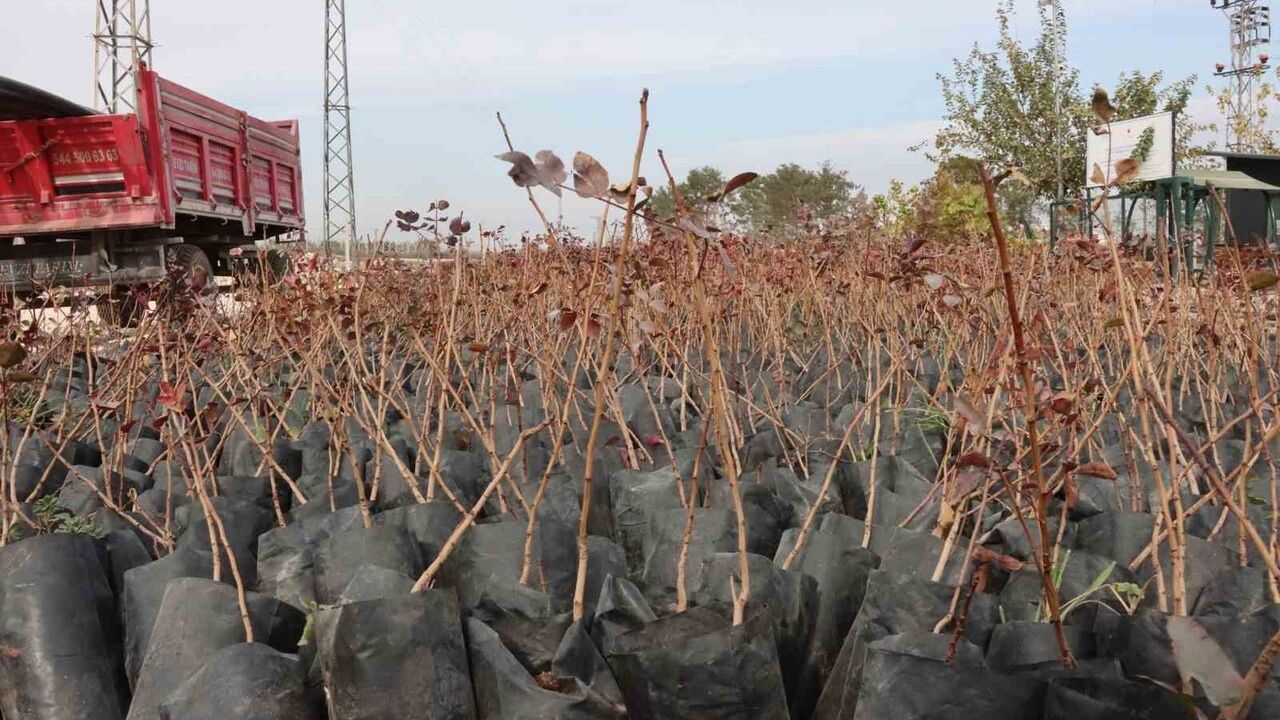 Şanlıurfa'da 35 Bin Fıstık Fidanı Çiftçilere Yüzde 85 Hibe ile Dağıtıldı