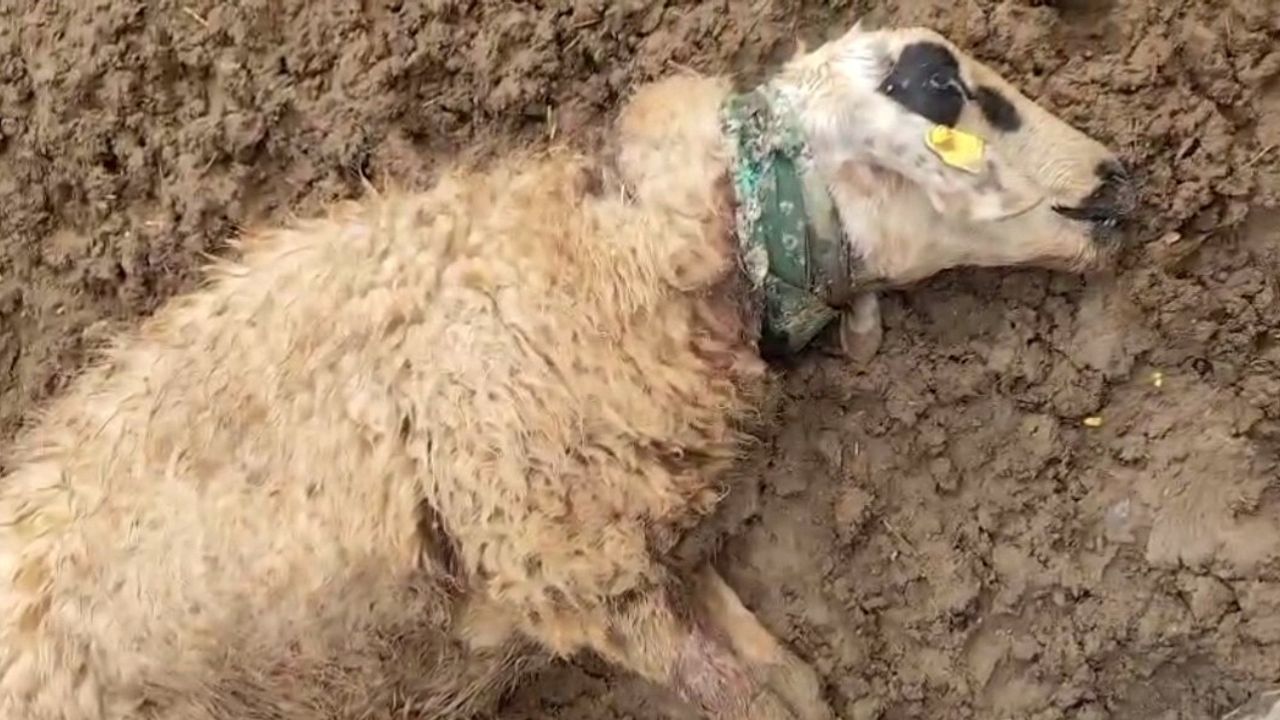 Şanlıurfa'da kurt sürüye saldırdı: 18 koyun telef oldu