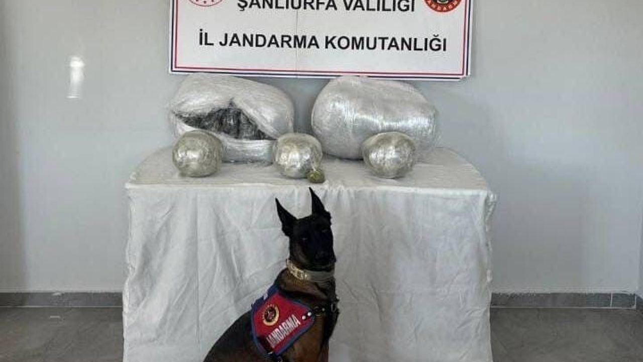 Şanlıurfa Hilvan’da 25 kilogram skunk ele geçirildi