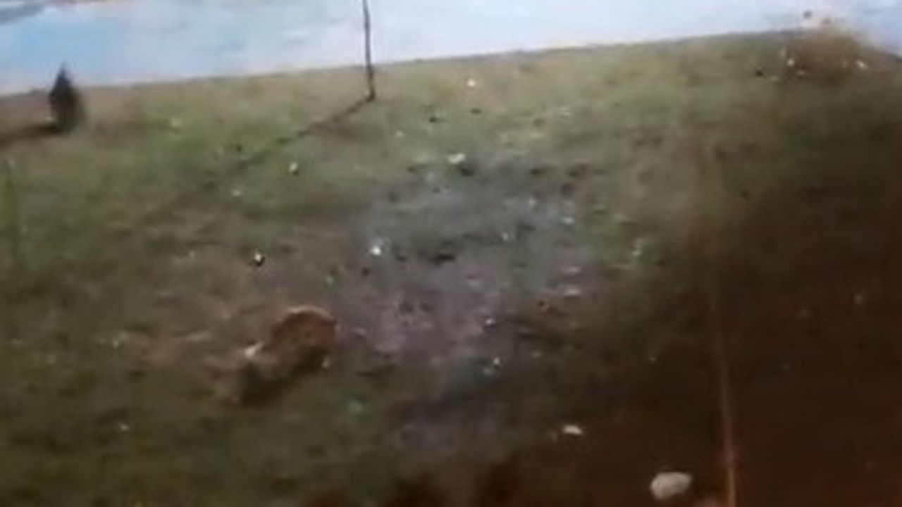 Şanlıurfa Karaköprü'de Parkta Yiyecek Arayan 2 Tilki Görüntülendi