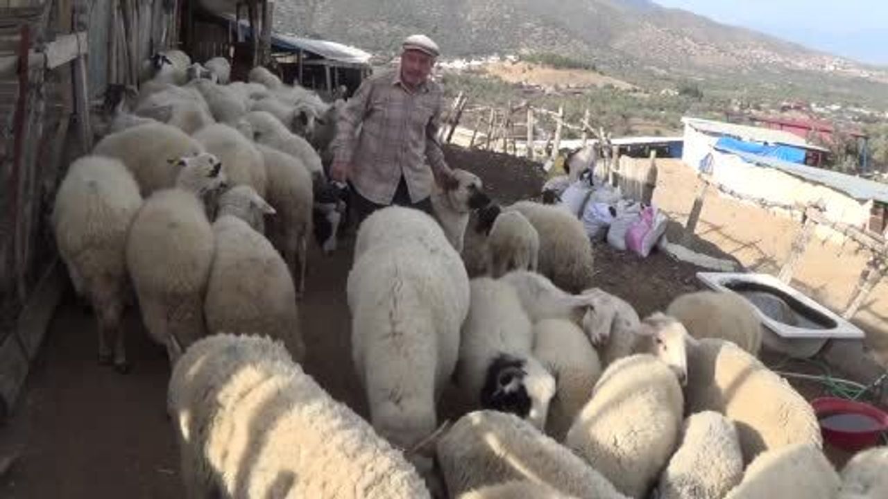 Şap Karantinası Bozdoğan Meralarını Boşalttı