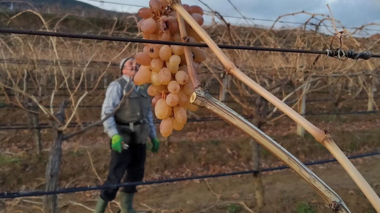 Sarıgöl bağlarında kış budamasında 'çoban üzümü' sürprizi