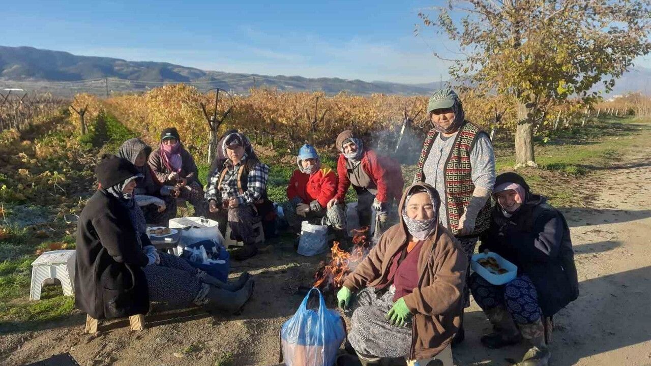 Sarıgöl’de bağ yenileme çalışmaları kadın istihdamını yükseltiyor