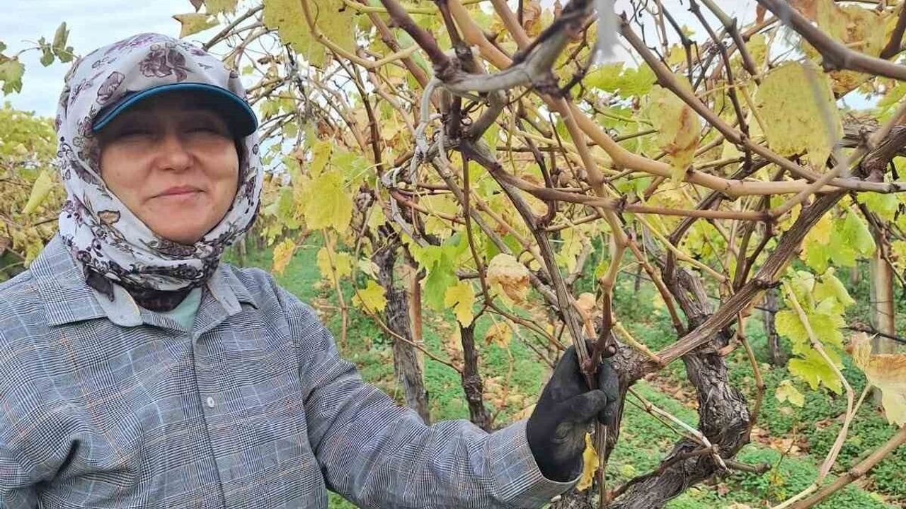 Sarıgöl'de dalda kalan üzümler aile ekonomisine değer katıyor