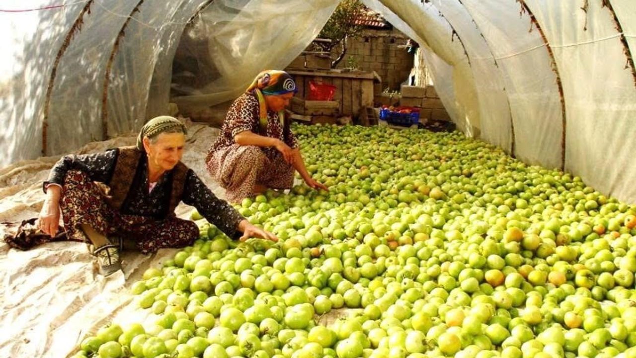 Sarıgöl'de kırağa karşı gök domatesler serada ve naylonda olgunlaştırılıyor