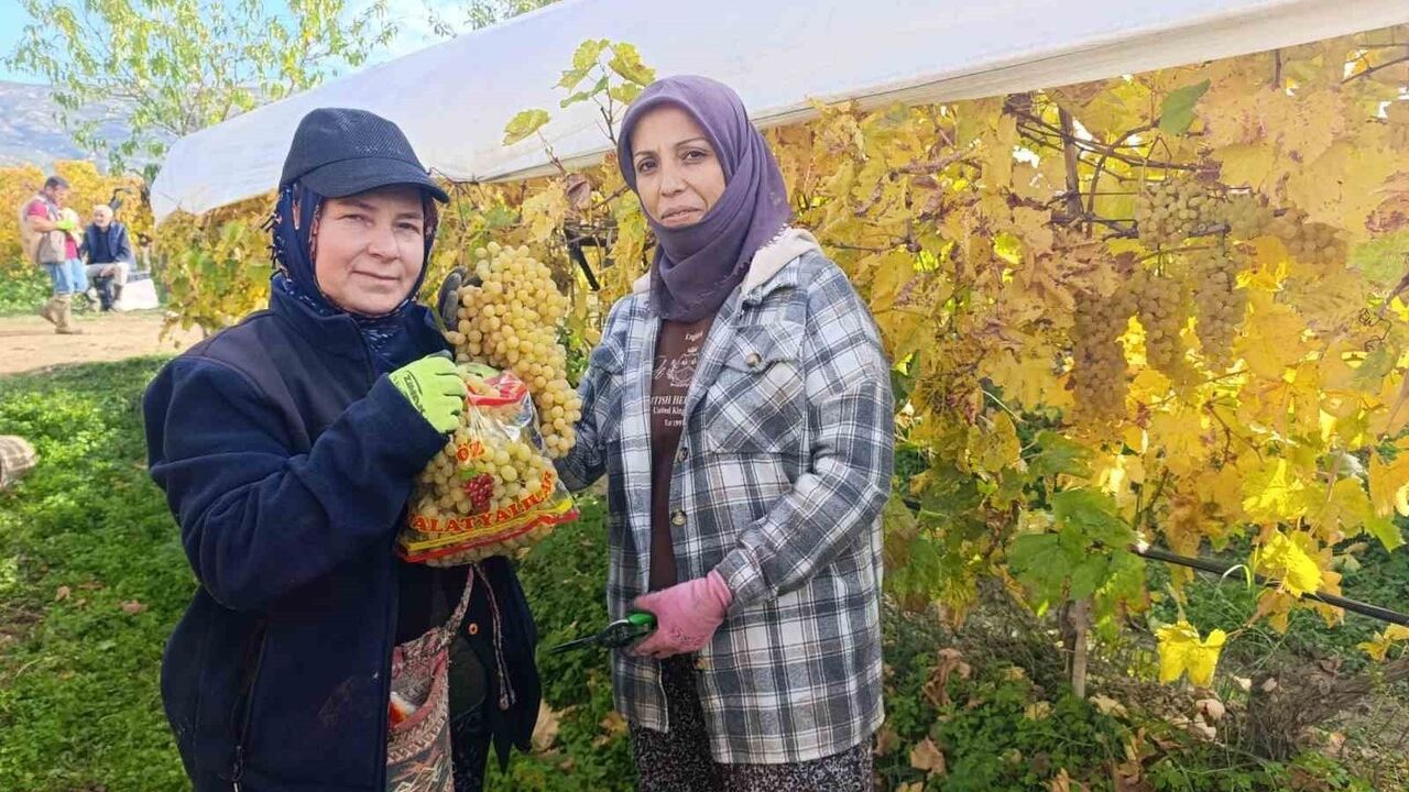 Sarıgöl'de örtü altı üzüm kesimi Aralık 2025'te de devam ediyor