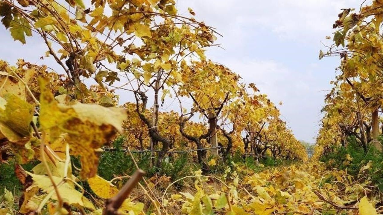 Sarıgöl’de sararan bağlarda budama çalışmaları devam ediyor