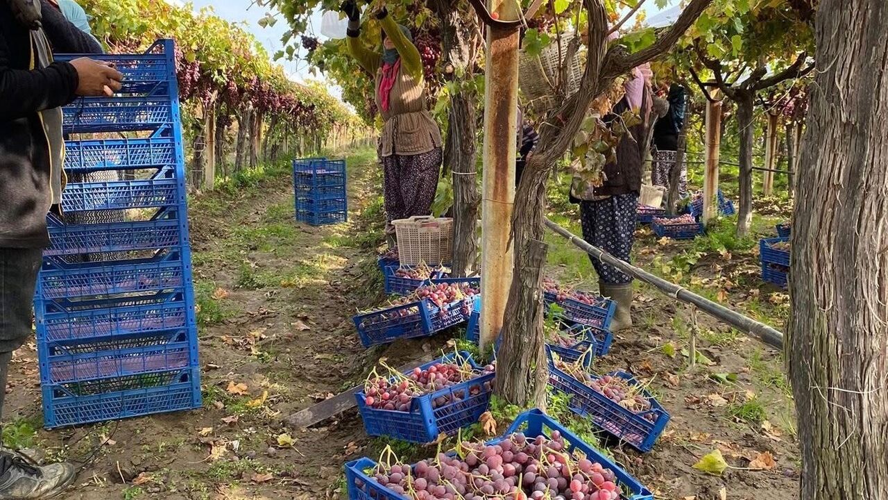 Sarıgöl’de Sultaniye üzüm hasadında sona yaklaşılıyor