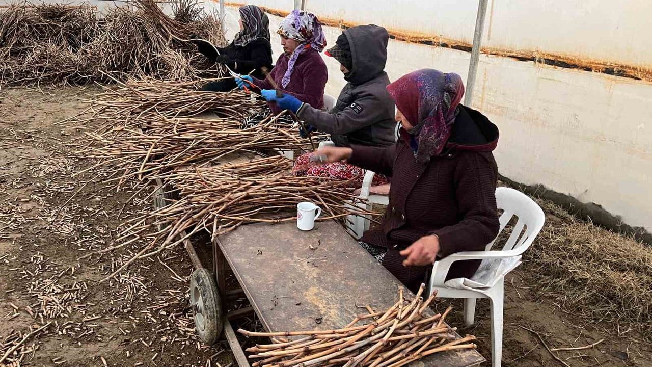 Sarıgöl'de Ünlükoç Kardeşlerin 700 Bin Üzüm Fidanı Hedefi