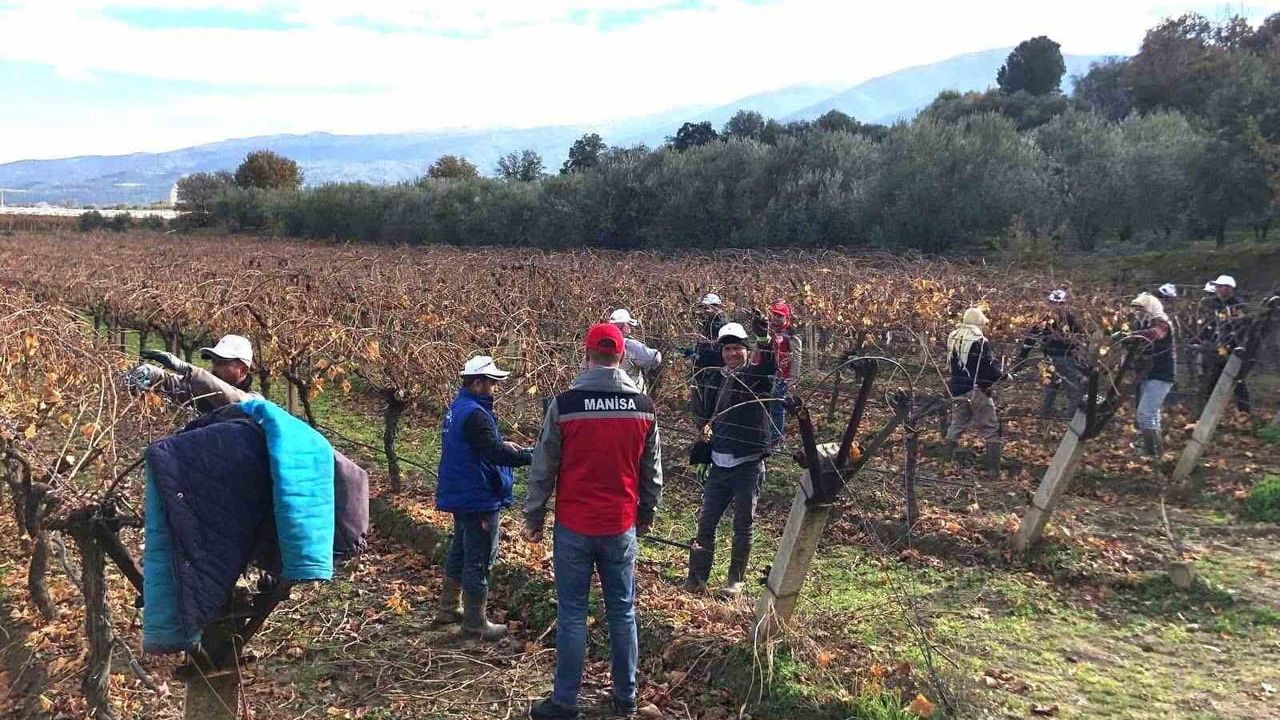 Sarıgöl'de üzüm bağlarında yerinde budama eğitimi