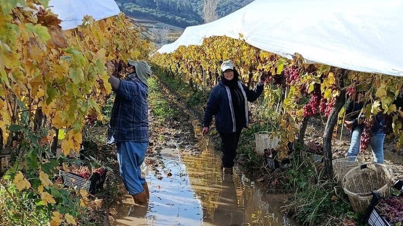 Sarıgöl'de yağmur altında üzüm hasadı sürüyor