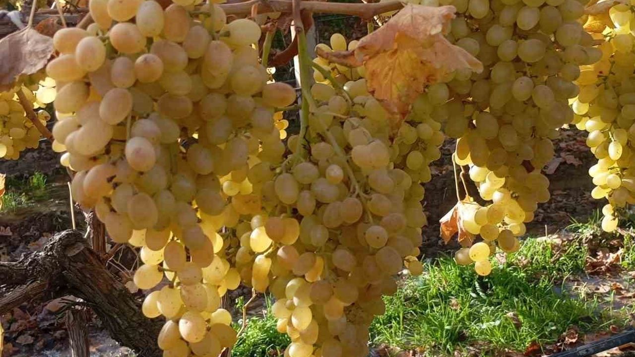 Sarıgöl'de Yılbaşı Üzümü Hasadı Başladı