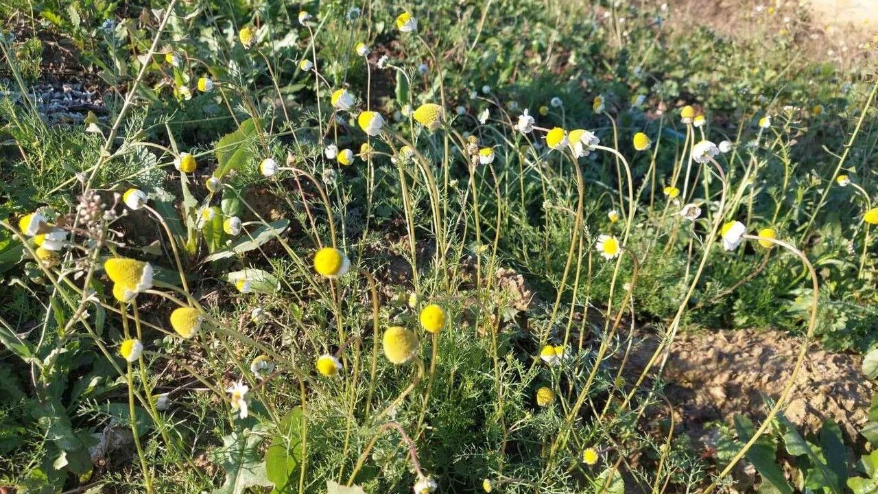 Sarıgöl'de zemheri döneminde aralık ayında papatyalar açtı