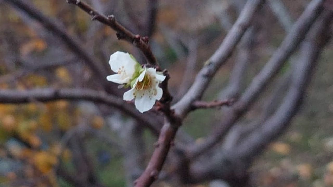 Sarıgöl'de Zemheri Soğuklarında Erik Ağacı Erken Çiçek Açtı