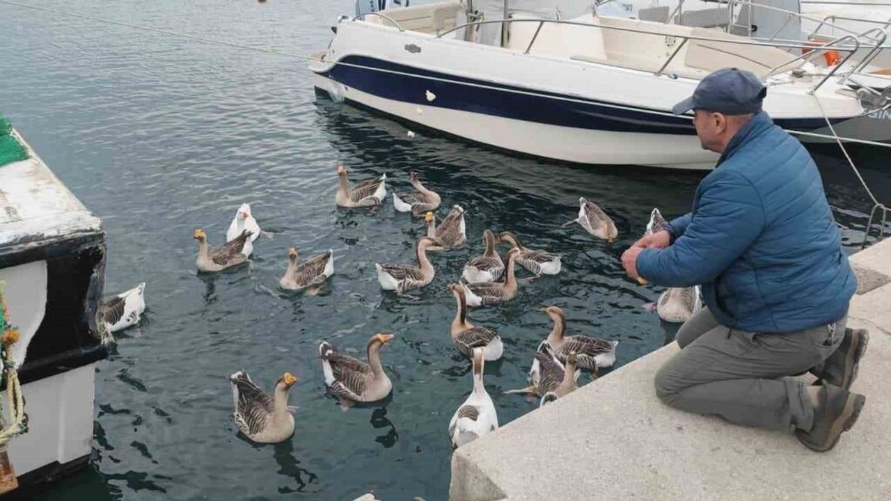 Şarköy'ün maskotu 'Vakvaklar' — Balıkçı Limanı'nda 30 kaz