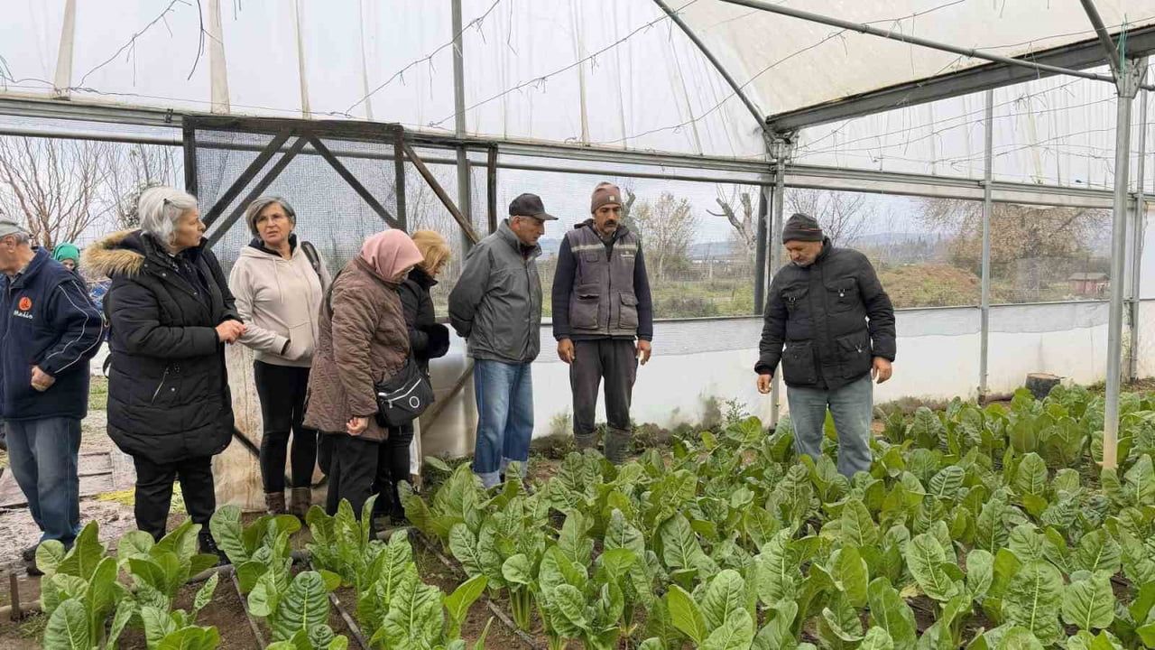 Saygınlar Kulübü üyeleri İzmit'te serada pazı ve karalahana hasadı yaptı