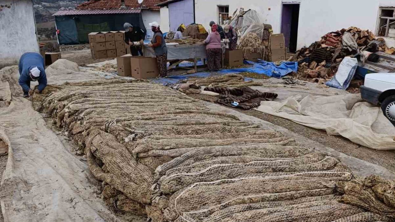 Selendi'de tütün hasadı sona erdi, kolileme başladı