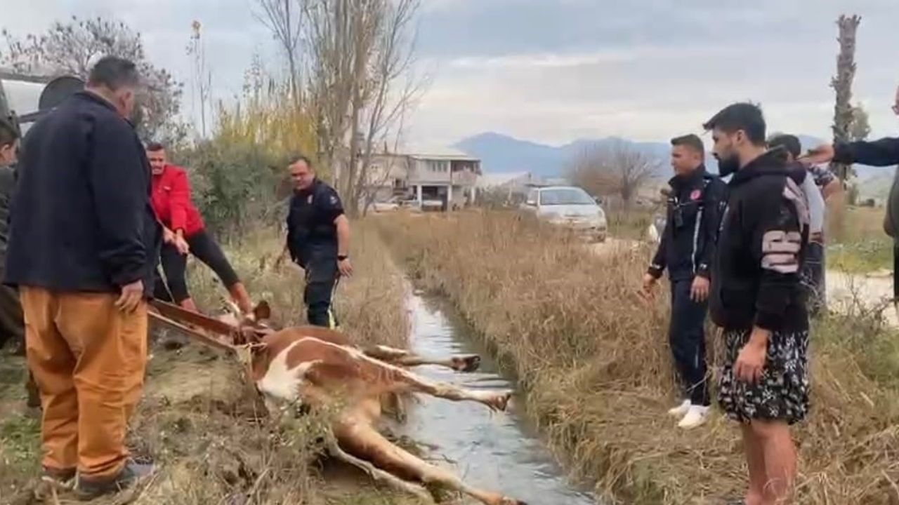 Serik'te su kanalına düşen inek itfaiye tarafından kurtarıldı