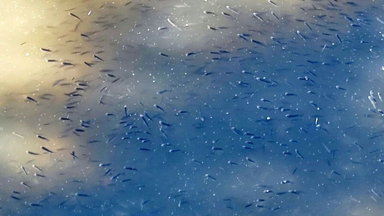 Seyhan Nehri'nde oksijen yetersizliği balık ölümlerine yol açtı