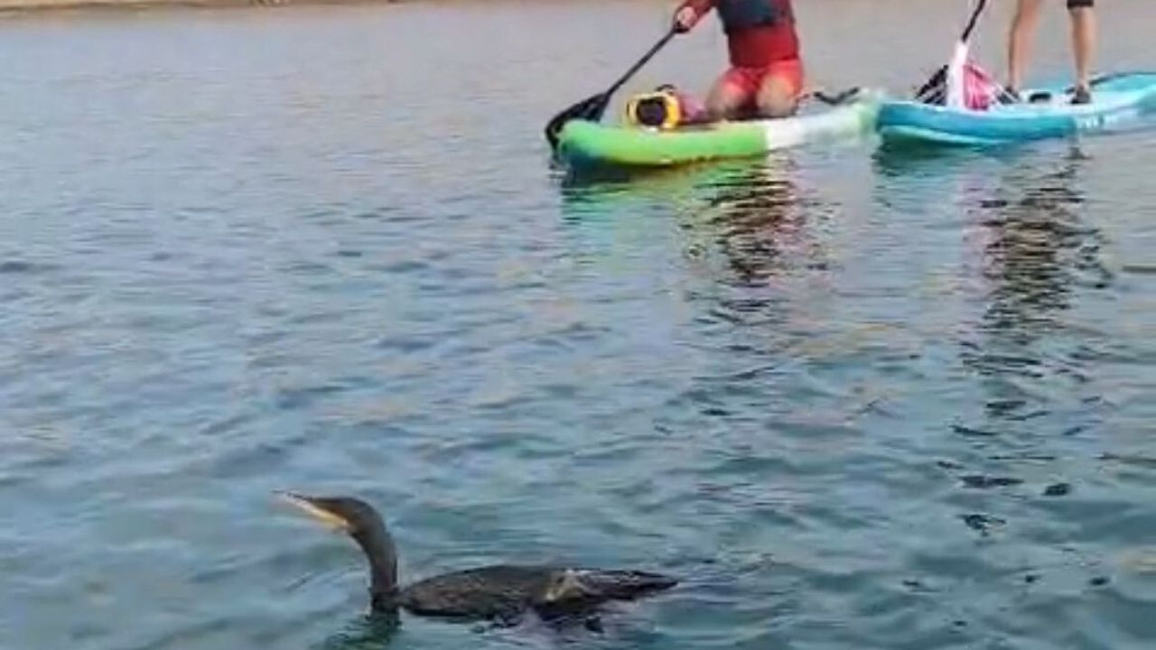 Siirt'te Botan Vadisi'nde yaralı karabatak kurtarılamadı