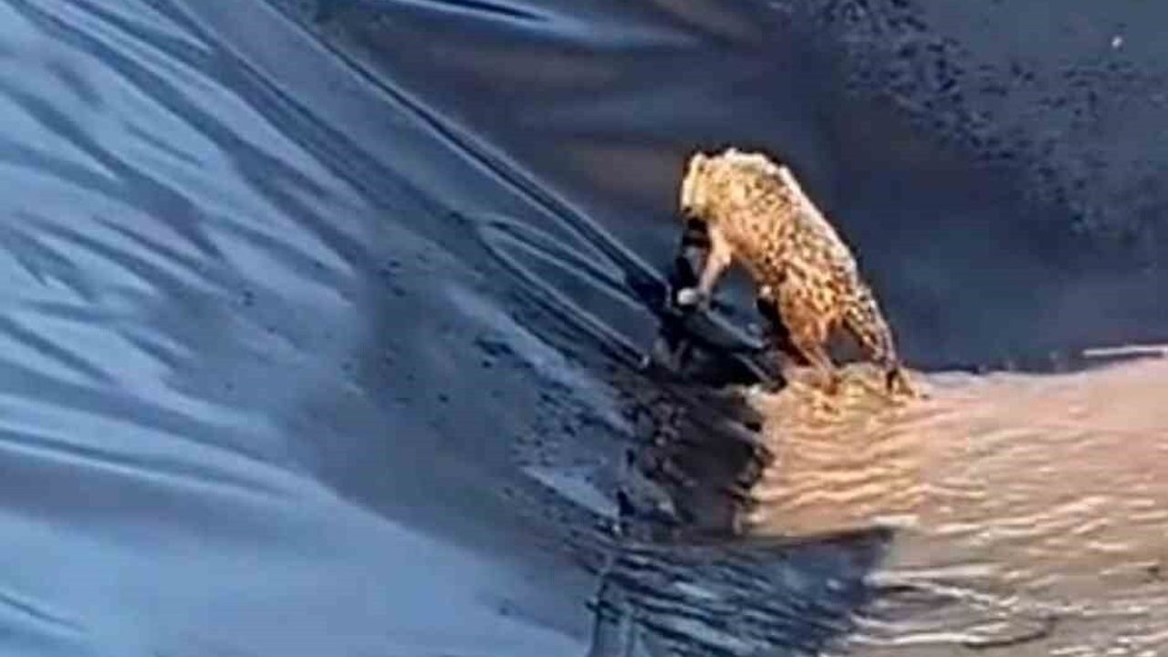 Siirt'te kurt boş havuzdan kendi çabasıyla çıktı