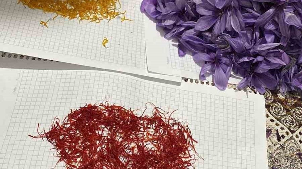 Siirt'te Safran Denemesi İlk Başarıyla Gerçekleşti