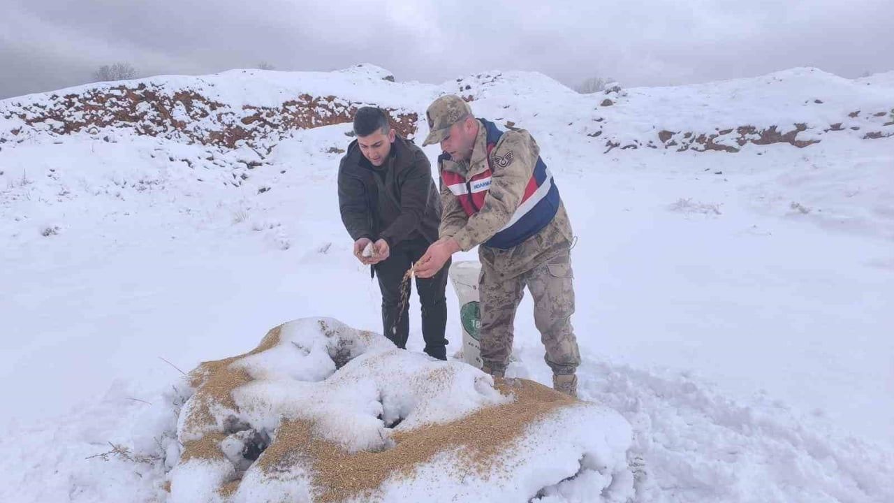 Siirt’te yaban hayvanlarına 750 kilo besi yemi bırakıldı