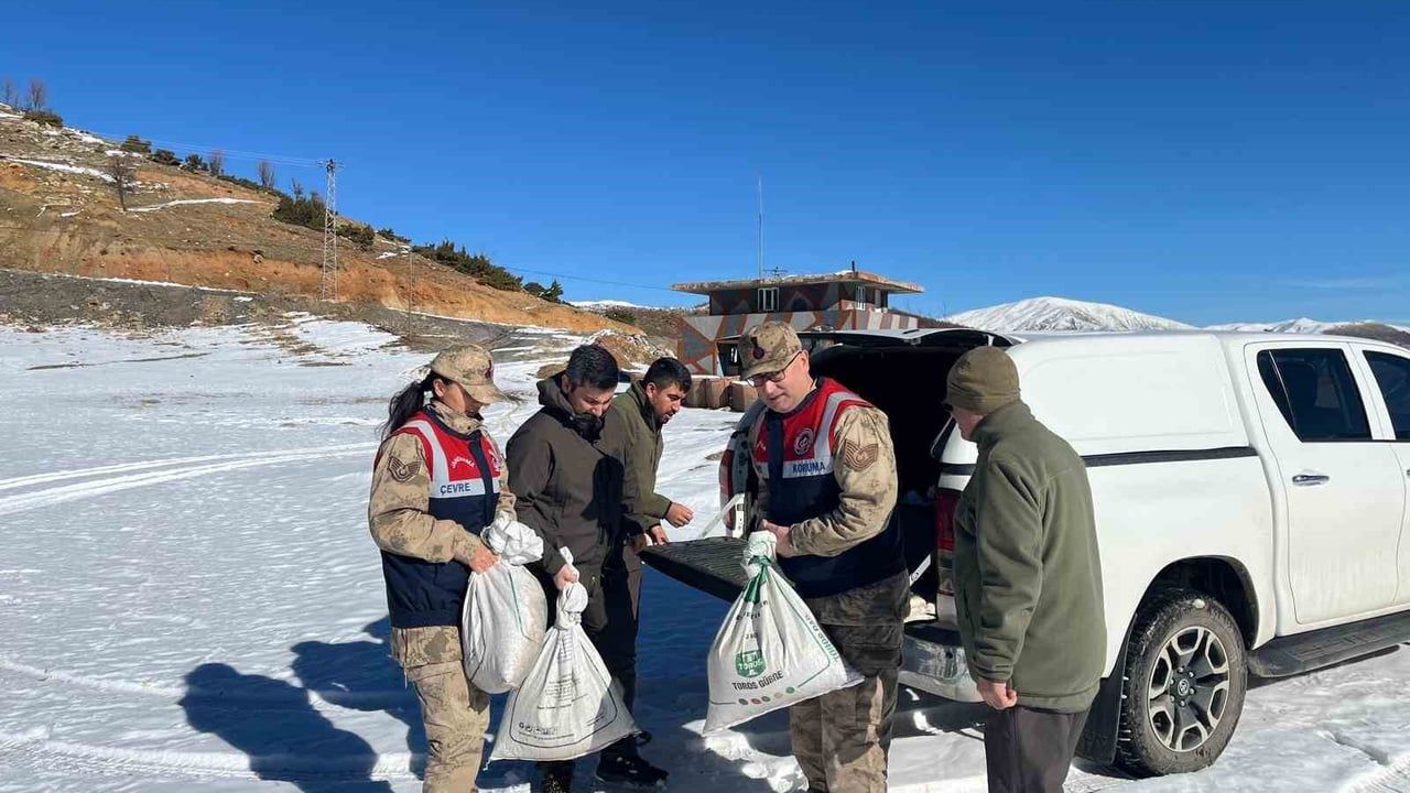 Siirt'te yaban hayvanlarına 750 kilo yem bırakıldı