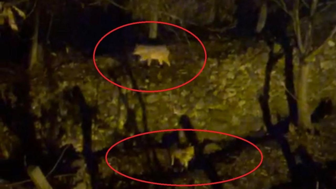 Silvan'da aç kalan iki kurt köy çevresinde görüldü