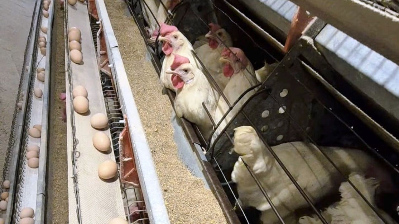 Simav'da Yeni Ticari Yumurtacı İşletmesinde İlk Resmi Denetim Yapıldı