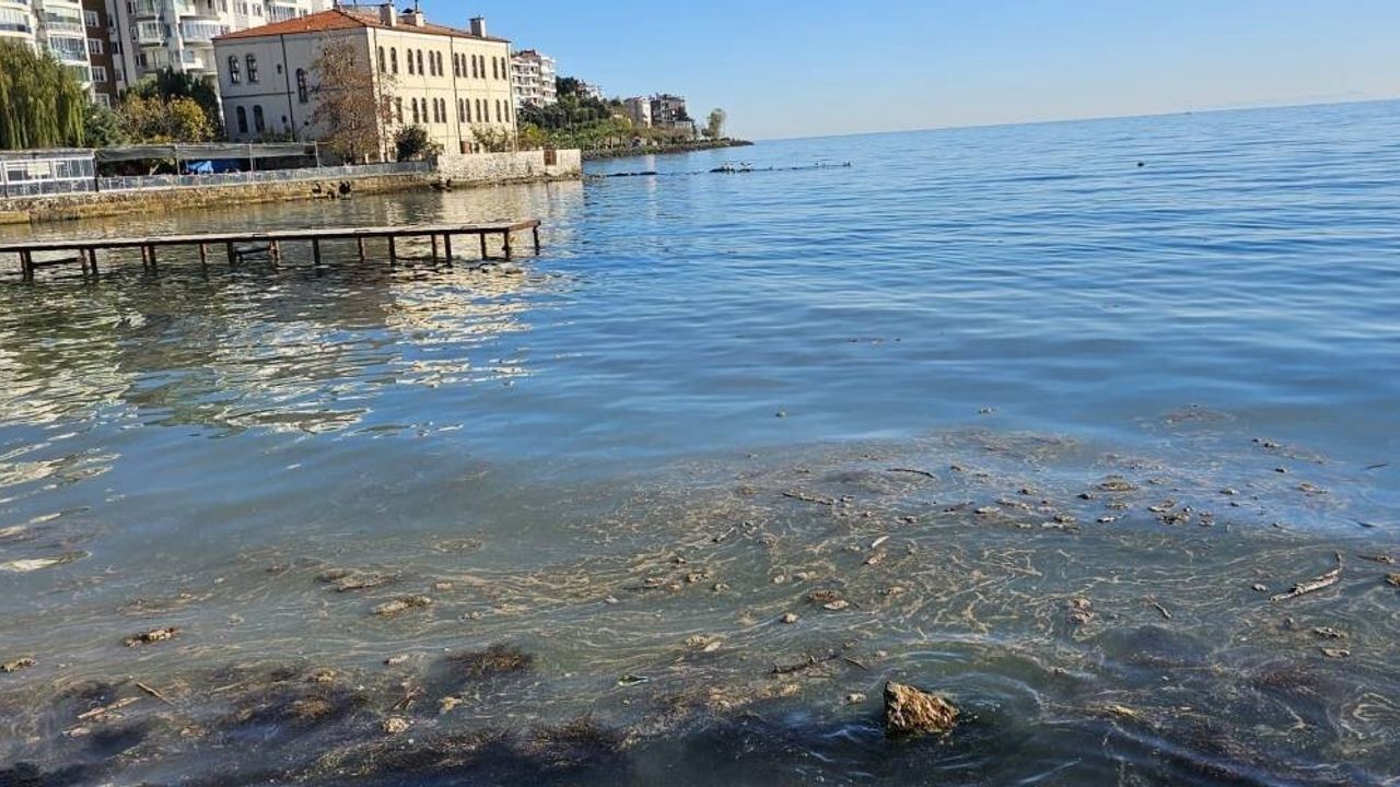 Sinop sahilinde deniz yüzeyindeki kirlilik endişe yarattı