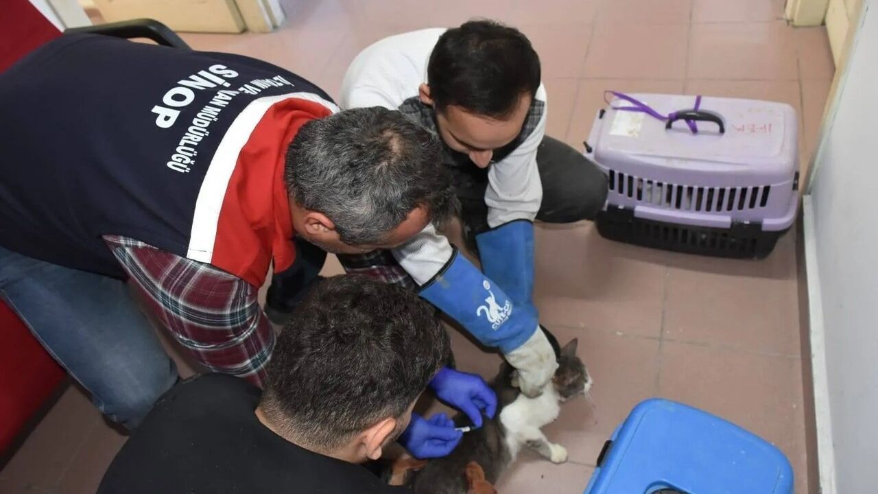 Sinop’ta Evcil Hayvan Kimliklendirme: 9 bin 28 Evcil Hayvana Mikroçip