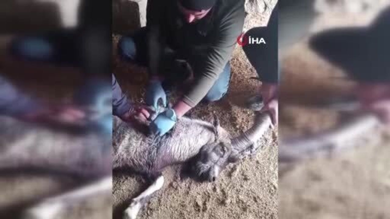 Sivas'ta Yaralı Dağ Keçisi 'Garip' Tedavi Edilip Doğaya Bırakıldı