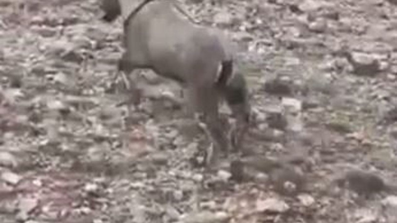 Sivas'ta yaralı dağ keçisi Garip tedavi edilip doğaya bırakıldı