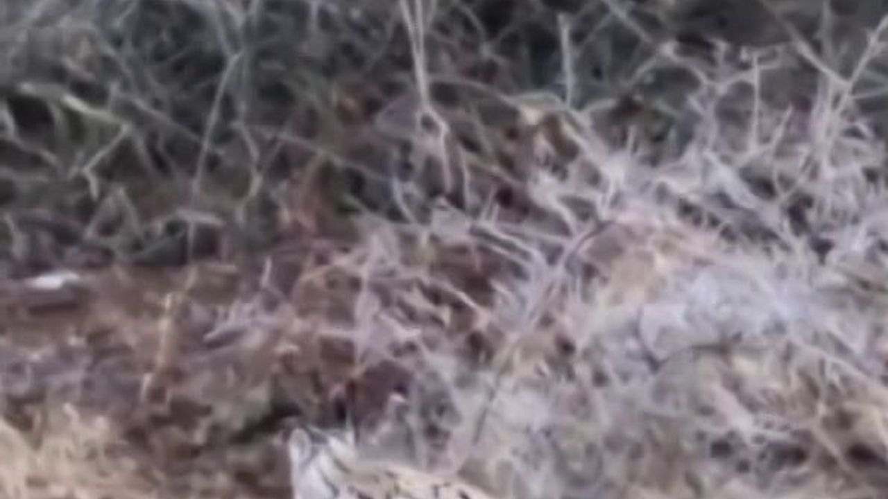 Sivas'ta yolda vaşakla karşılaşan sürücü şaşkına döndü