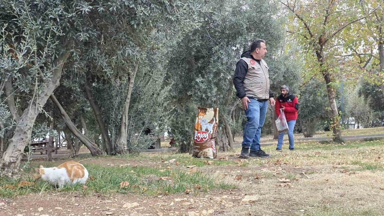 Siverek'te sokak kedilerine mama desteği