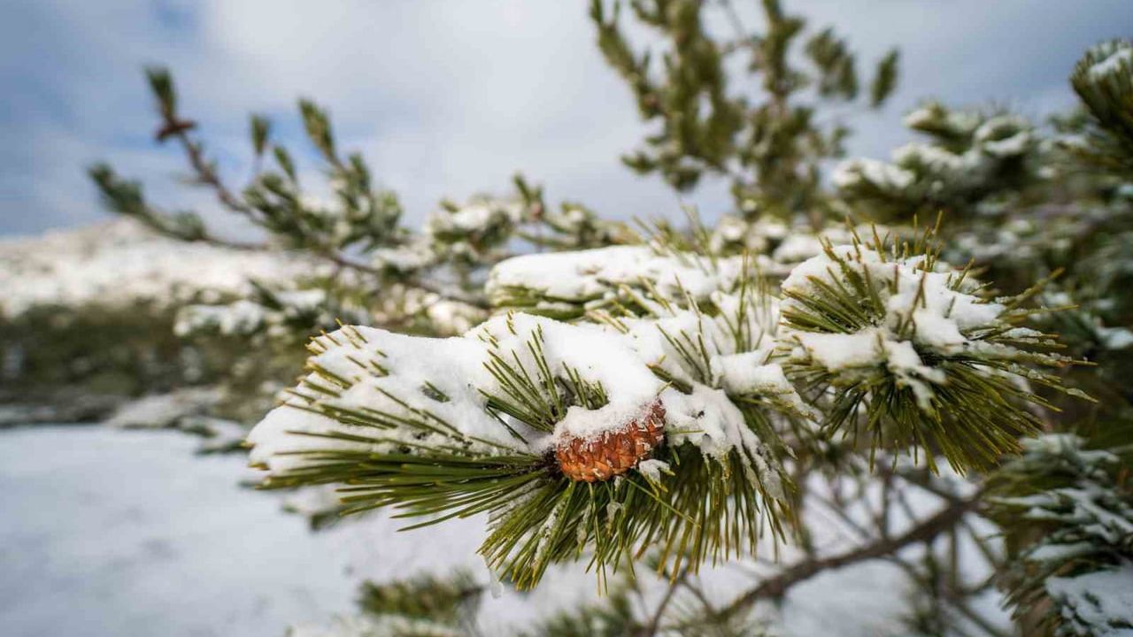 Spil Dağı'nda mevsimin ilk karı: Milli park beyaza büründü