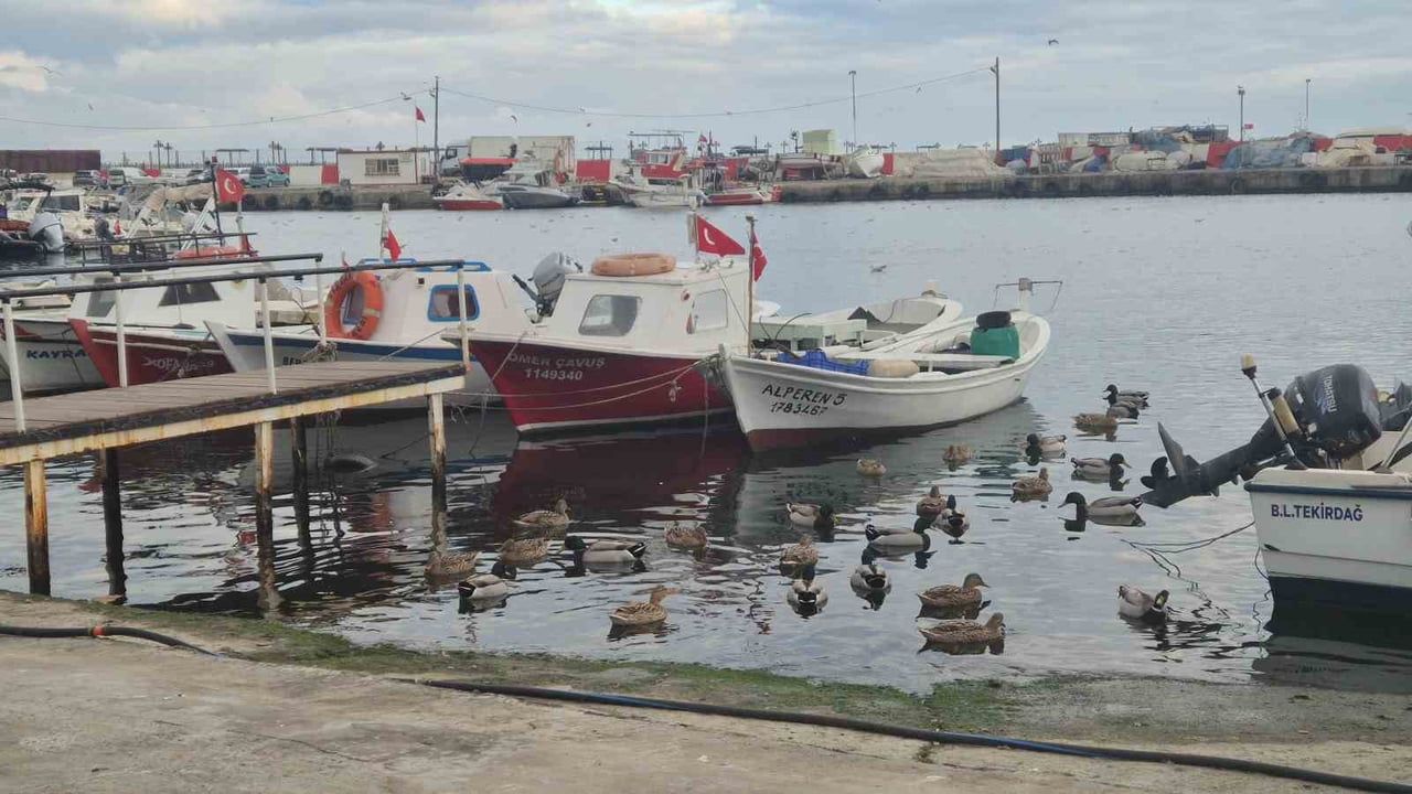 Süleymanpaşa Balıkçı Barınağının Maskotu: Limanın Ördekleri