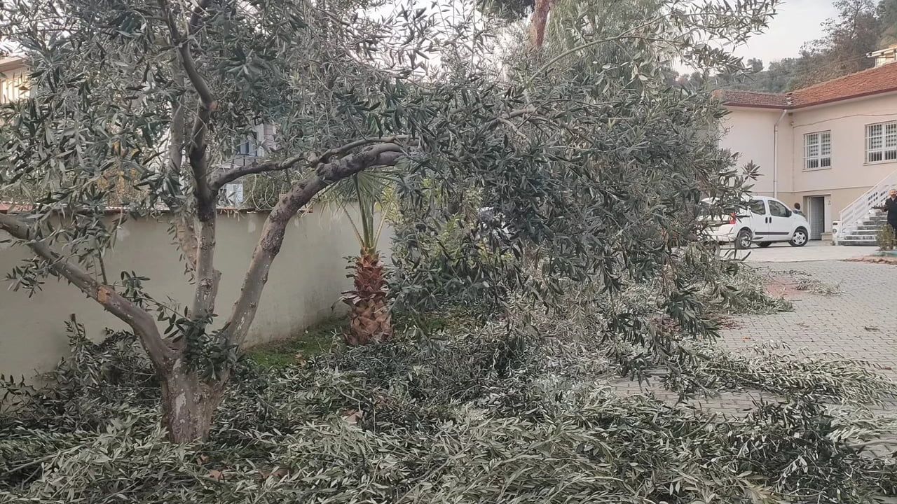 Sultanhisar'da Zeytin Ağaçlarına Yönelik Budama Kursu Başladı