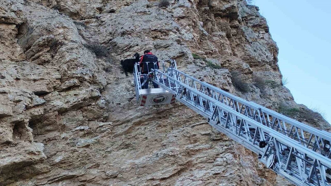 Sungurlu'da uçurumda mahsur kalan keçiler itfaiye tarafından kurtarıldı