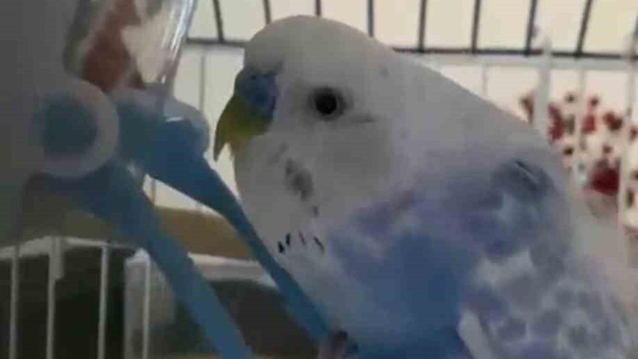 Taksicilerden vefa: 'Berduş' için mini mezarlık